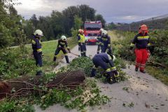 20210804_Baum-4-768x576