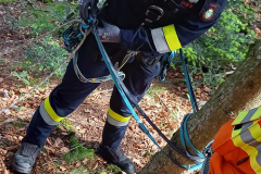 53709296748_718ce341d9_b